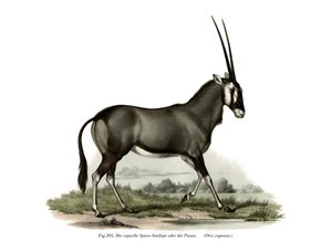 Gemsbok by German School